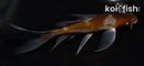 4.5" OCHIBA SHIGURE BUTTERFLY