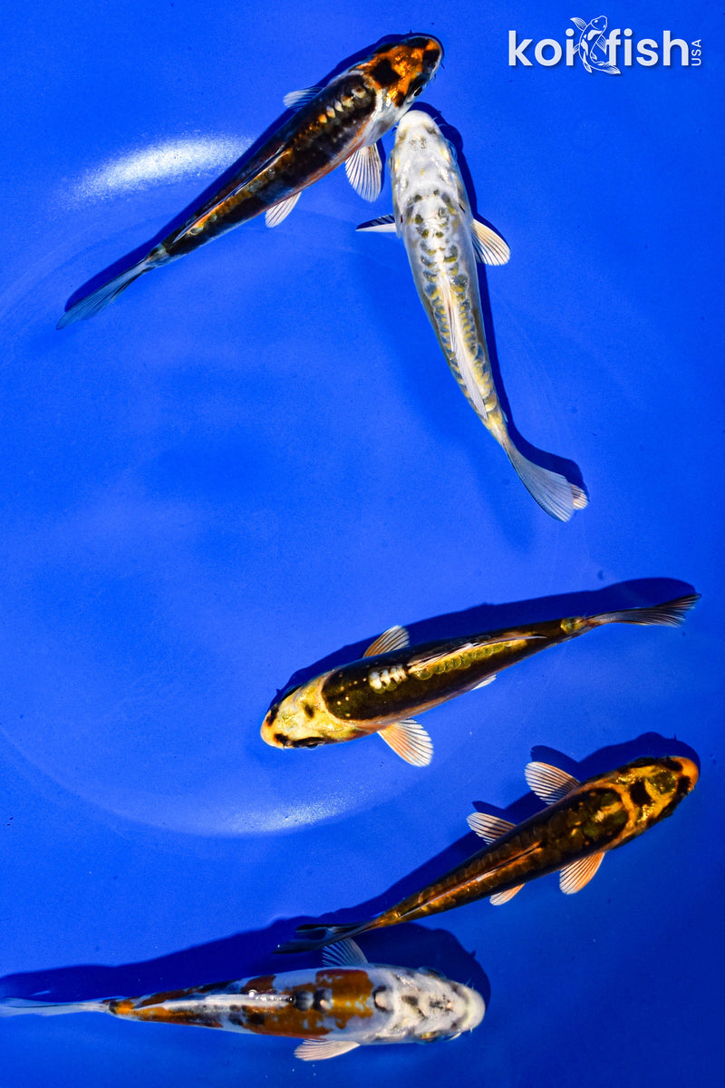 PACK OF (5) 3-4" STANDARD GHOST KOI