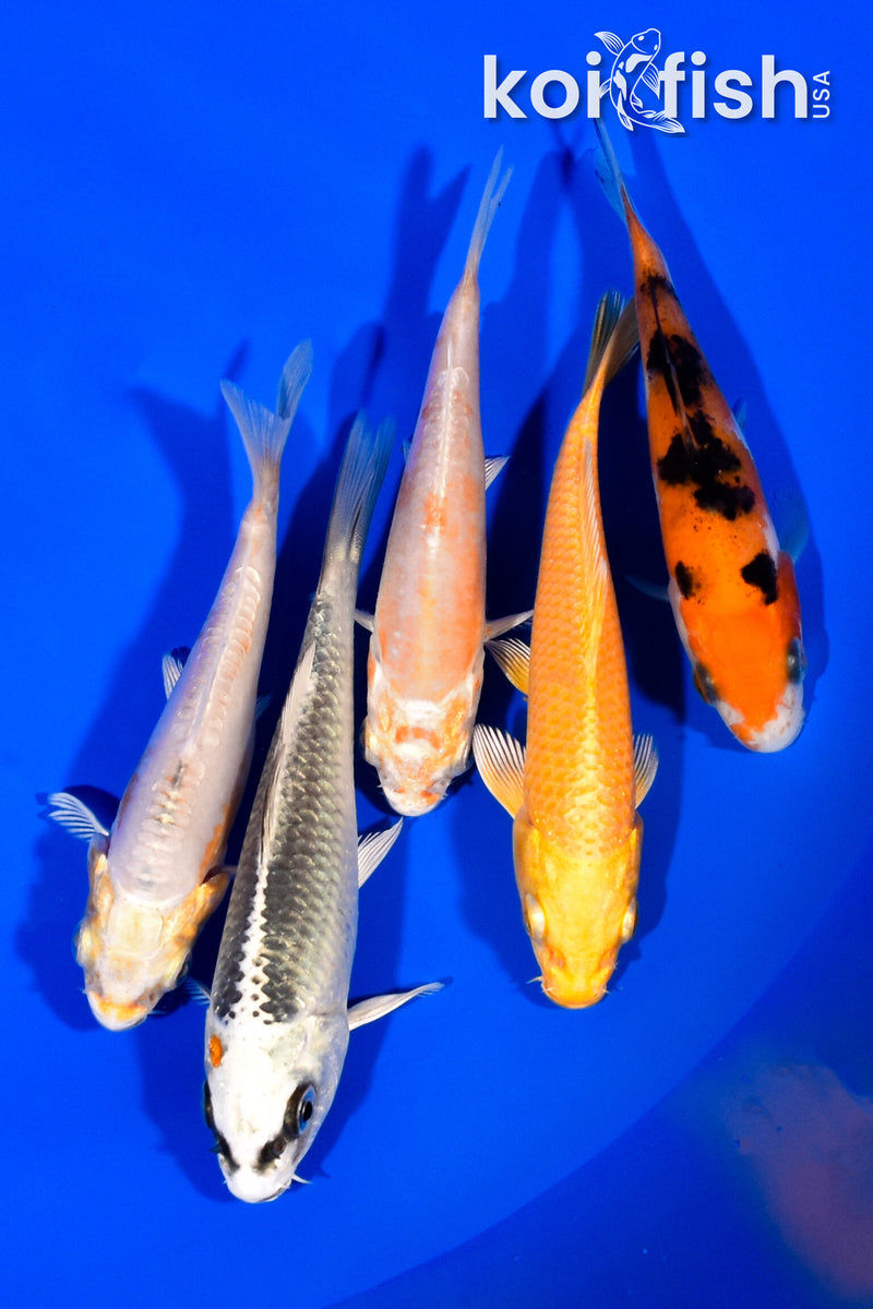 PACK OF (5) 375"- 4.25" STANDARD KOI