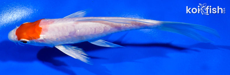 5.5" ARAGOKE TANCHO HARIWAKE BUTTERFLY