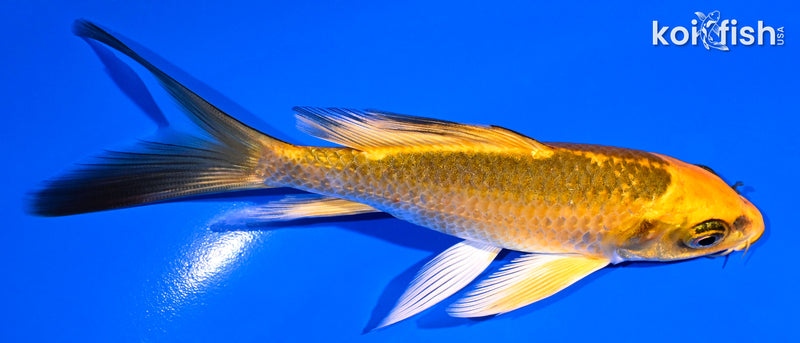 5.25" ORENJI MATSUBA BUTTERFLY