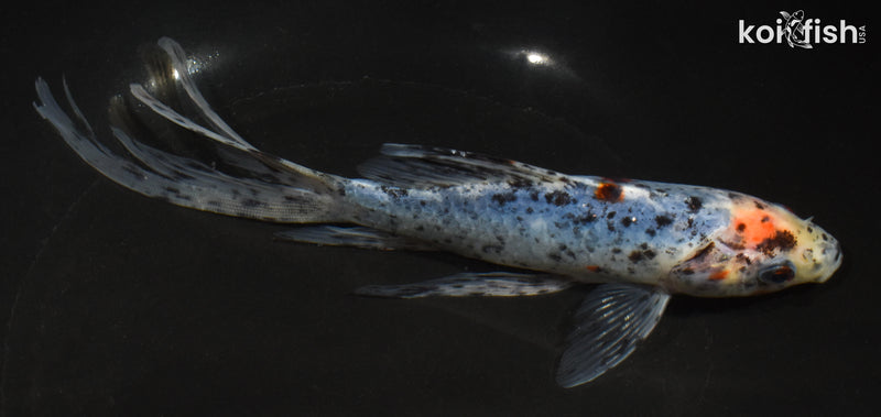 7.5" SHUBUNKIN GOLDFISH