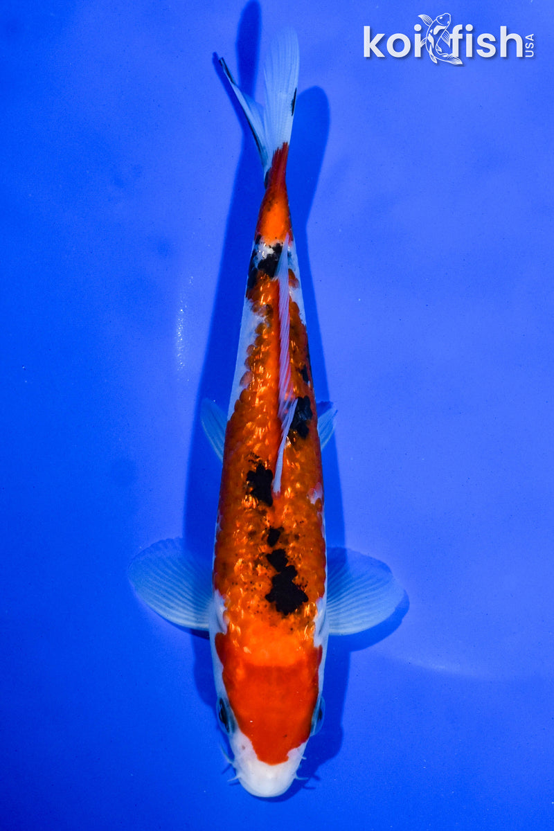 6.5" GINRIN AKA SANKE