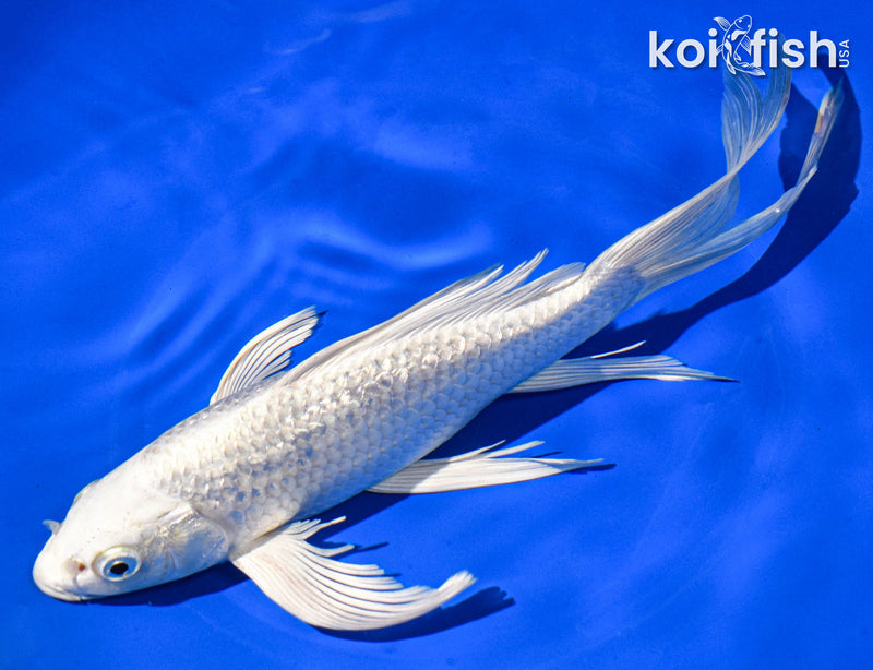 9" GINRIN PLATINUM OGON BUTTERFLY