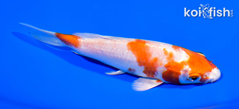 5.25" HARIWAKE