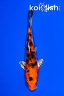 6" YAMATO NISHIKI