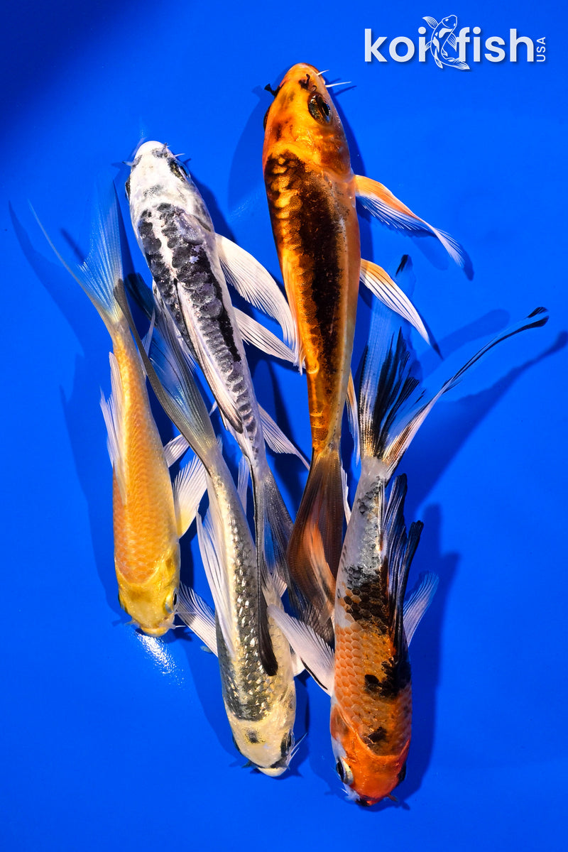 PACK OF (5) 4-5" BUTTERFLY KOI
