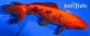 5.5" WAKIN GOLDFISH
