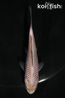 4" SORAGOI