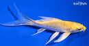 5.25" YAMABUKI OGON BUTTERFLY