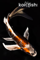7.75" BENI GINGA BUTTERFLY