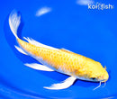 9.25" YAMABUKI OGON BUTTERFLY