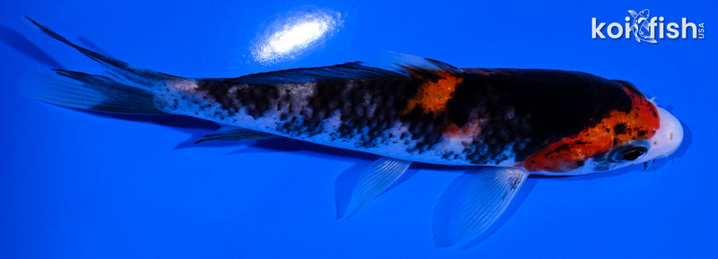 5" BENI MATSUKAWABAKE