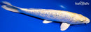 10.25" GINRIN HARIWAKE