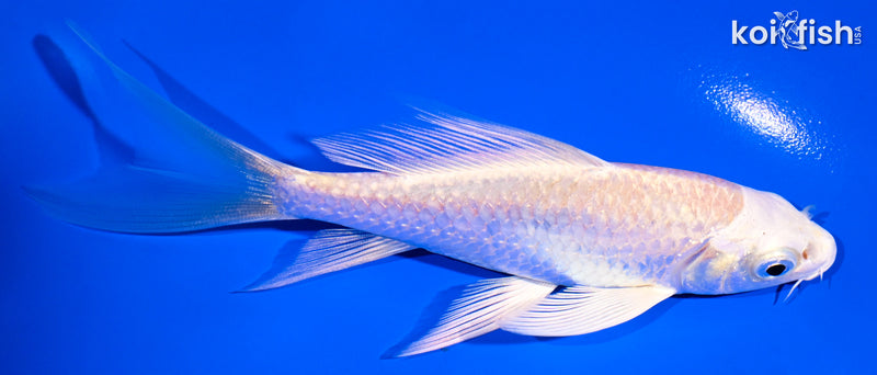 5" CREAMY OGON BUTTERFLY