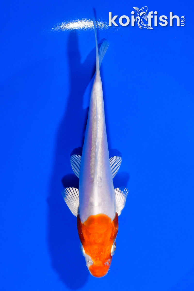 5.5" KIKUSUI