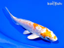 6.75" ARAGOKE KIKUSUI