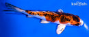 5.5" YAMATO NISHIKI