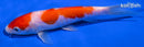 6" DOITSU KOHAKU