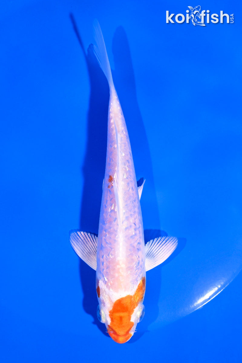 5.25" GINRIN HARIWAKE