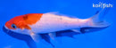 5.5" SANKE