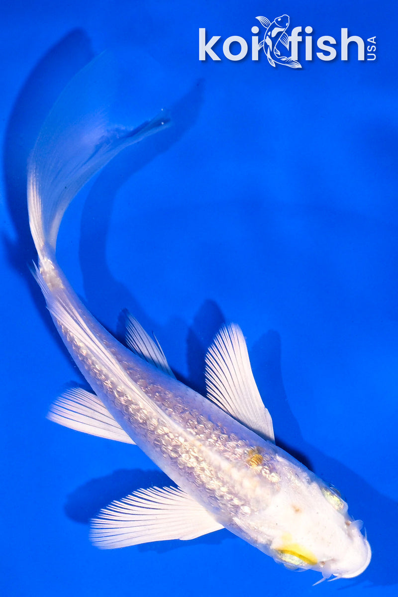 5" GINRIN LEMON HARIWAKE BUTTERFLY