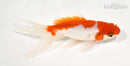 5.5" WATONAI GOLDFISH