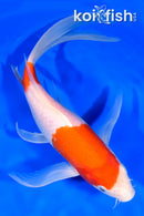 9.5" NIDAN KOHAKU BUTTERFLY