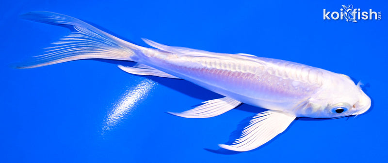 5.75" DOITSU PLATINUM OGON BUTTERFLY