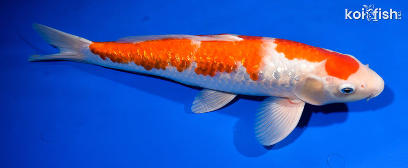 14.75" GINRIN KOHAKU
