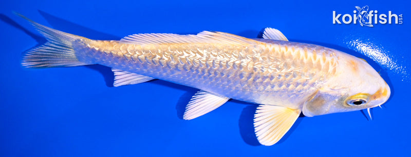 5" GINRIN YAMABUKI OGON