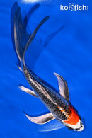 8" BENI GINGA BUTTERFLY
