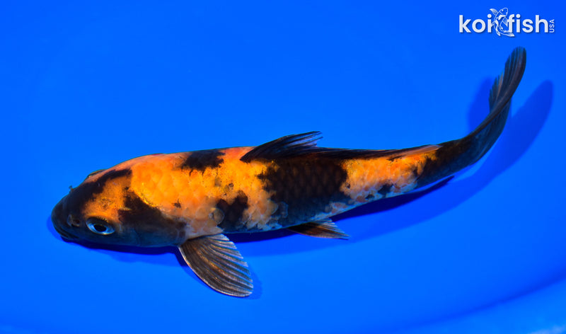 7.5" KIN HI UTSURI