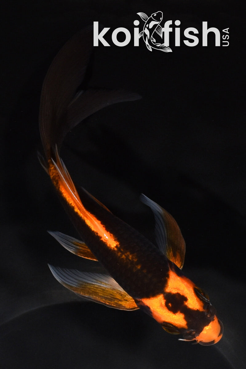 6" ORENJI MATSUBA BUTTERFLY