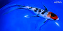 9" SANKE BUTTERFLY