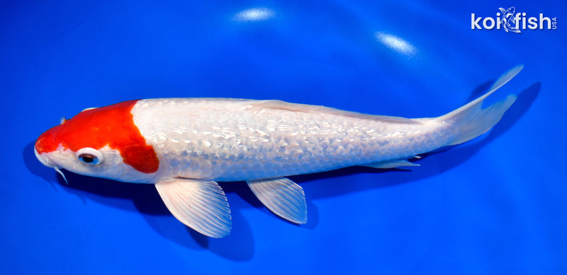 11" GINRIN HOODED KOHAKU