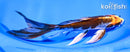 8.25" BENI GINGA BUTTERFLY