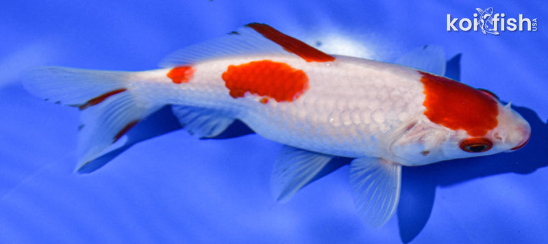 6" HIBUNA GOLDFISH