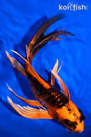 7" ARAGOKE BENI KIKOKURYU BUTTERFLY