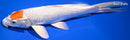10" TANCHO HARIWAKE