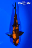6.75" HI UTSURI