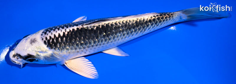 6.75" GIN MATSUBA
