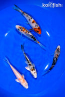 PACK OF (5) 4.5-4.75" STANDARD KOI