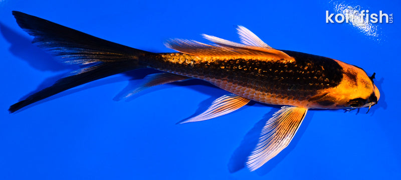 5.25" GINRIN ORENJI MATSUBA BUTTERFLY