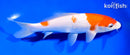 8.5" KOHAKU