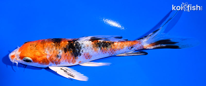 5.75" YAMATO NISHIKI BUTTERFLY