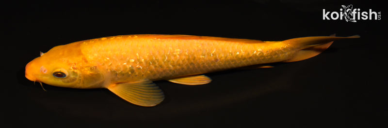 11" GINRIN CHAGOI