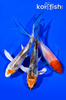 PACK OF (3) 4" BUTTERFLY KOI