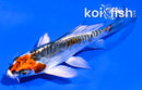 4" BENI KIKOKURYU BUTTERFLY