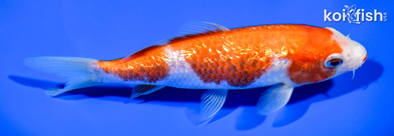 6" GINRIN KOHAKU